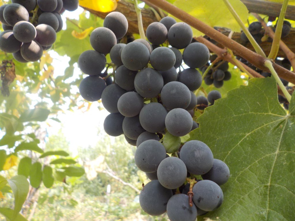 fruitwood_image_unavailable3